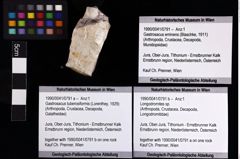 Foto (Objket + Etiketten) von Gastrosacus tuberosiformis (Lorenthey, 1929) 